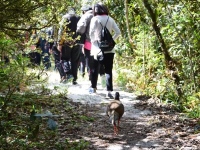 60-เดินปาศึกษาธรรมชาติ เขตรักษาพันธ์สัตว์ป่าภูหลวง